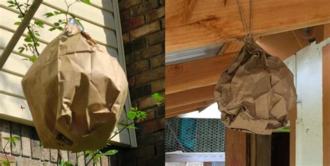 fact check fake hornets nest paper bag|paper wasp nest.